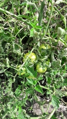 Solanum lycopersicum