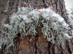 Pseudevernia consocians