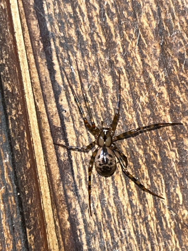 Pimoa altioculata