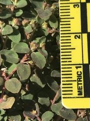 Euphorbia cozumelensis