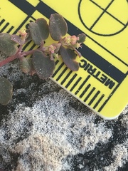 Euphorbia cozumelensis