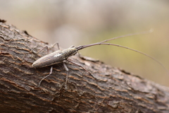 Neoptychodes trilineatus