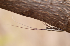 Neoptychodes trilineatus