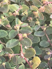 Euphorbia cozumelensis