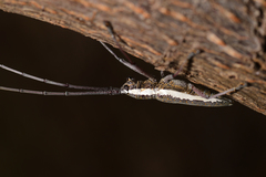 Neoptychodes trilineatus