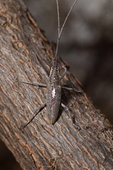 Neoptychodes trilineatus