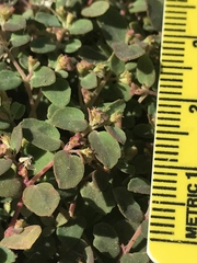Euphorbia cozumelensis