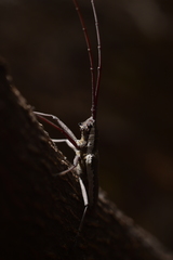 Neoptychodes trilineatus