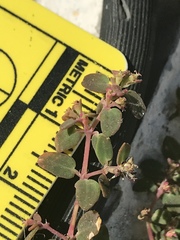 Euphorbia cozumelensis