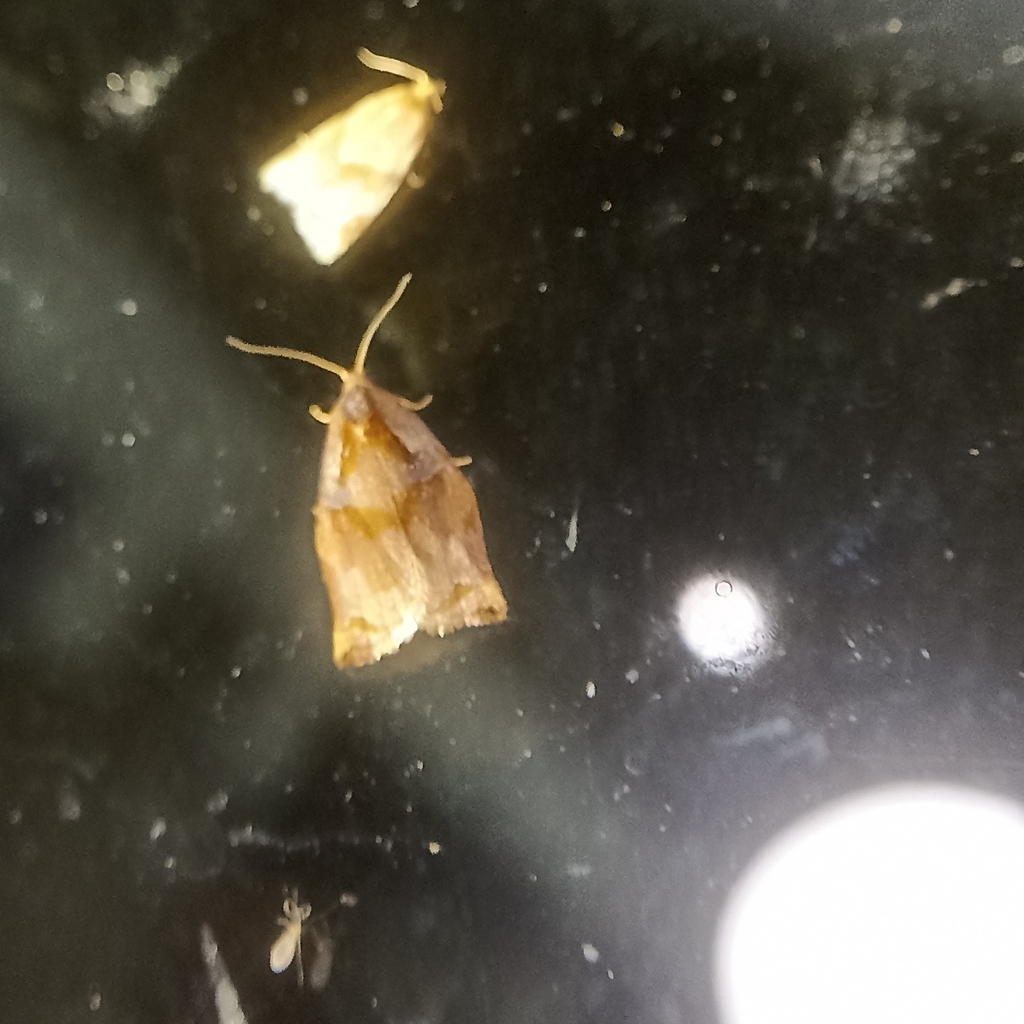 Archipini from 36HM+FJX, Munsyari, Uttarakhand 262554, India on July 27 ...