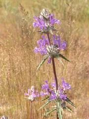 Salvia carduacea