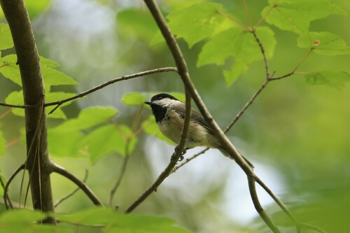 Carolina Chickadee photographed in Alabama
