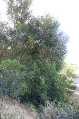 Melaleuca armillaris armillaris