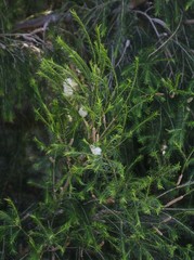 Melaleuca armillaris armillaris