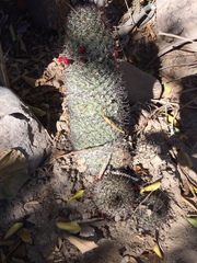 Mammillaria sheldonii