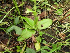 Satyrium volkensii