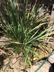 Cymbopogon nardus