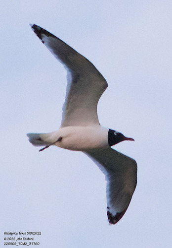 Gaviota pipizcán (Larus pipixcan)