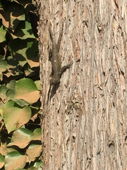 Sceloporus