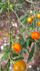 Solanum pseudocapsicum