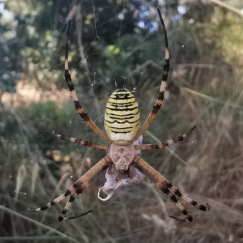 Wasp spider