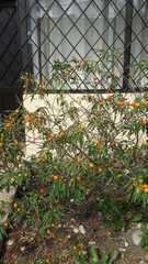 Solanum pseudocapsicum