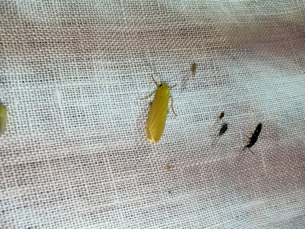Lichen Moths from Rocky Area, Stone Quarries, Sainik Farm, New Delhi ...