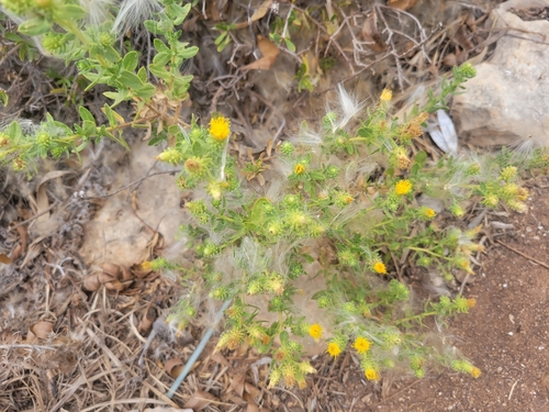 Image of Chiliadenus bocconei by (c) Antoun ARMALÉ, some rights reserved (CC BY)