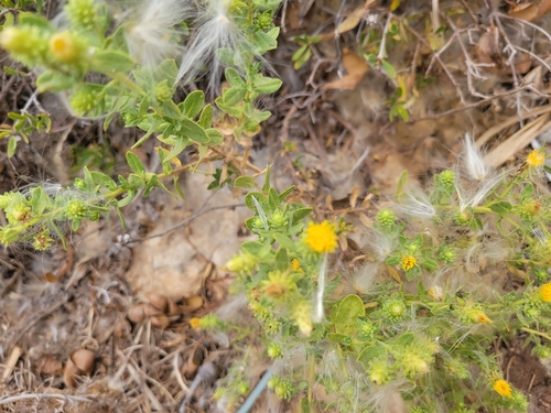 Image of Chiliadenus bocconei by (c) Antoun ARMALÉ, some rights reserved (CC BY)