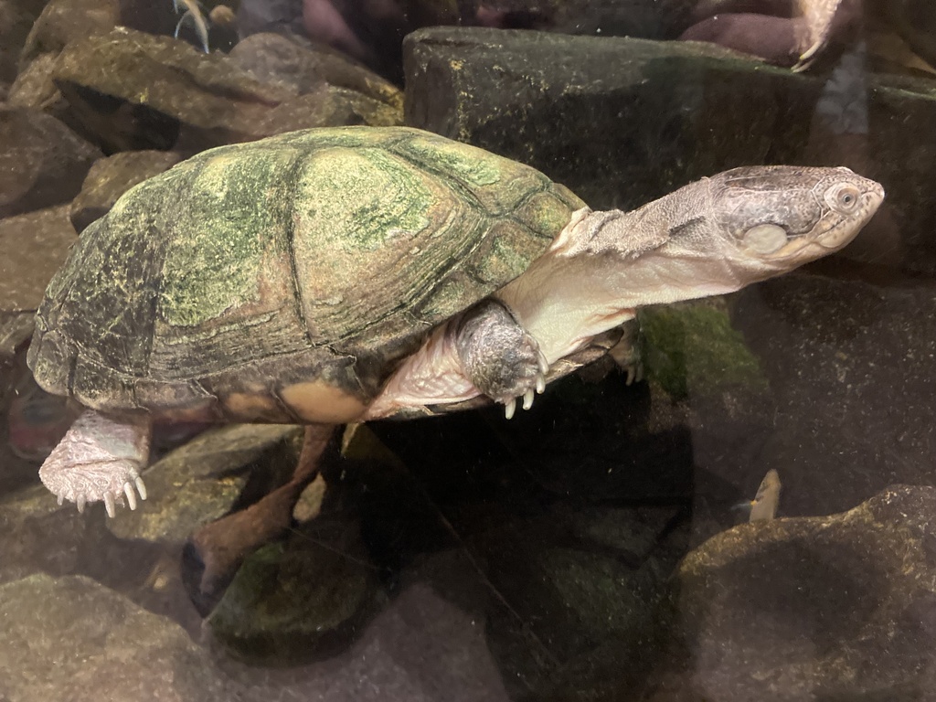 Helmeted Terrapins from Chattanooga Zoo, Chattanooga, TN, US on July 24 ...