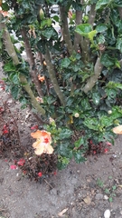 Hibiscus