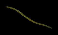 Phyllodocidae