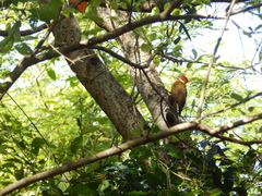 Piculus chrysochloros