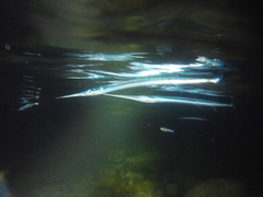 Platybelone argalus