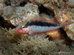 Rosy Blenny photo 5