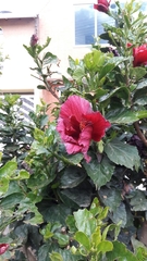 Hibiscus