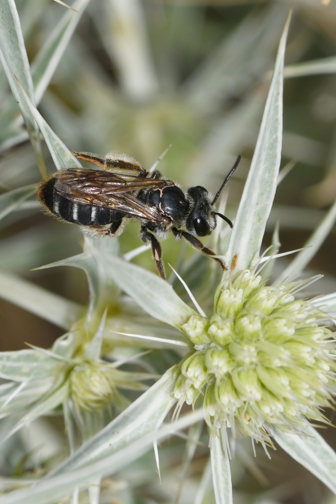 Andrena decipiens