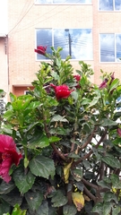 Hibiscus