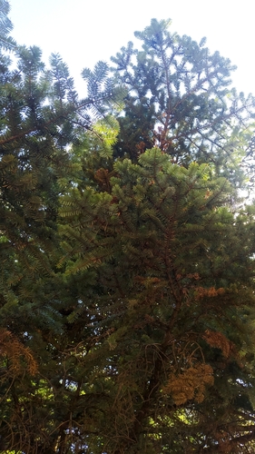 Image of Abies cephalonica by (c) Vasileia Sef, some rights reserved (CC BY)