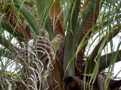 Campylorhynchus turdinus