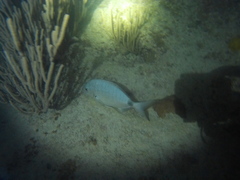 Diplodus bermudensis