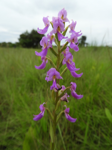 Brachycorythis pleistophylla var. pleistophylla image