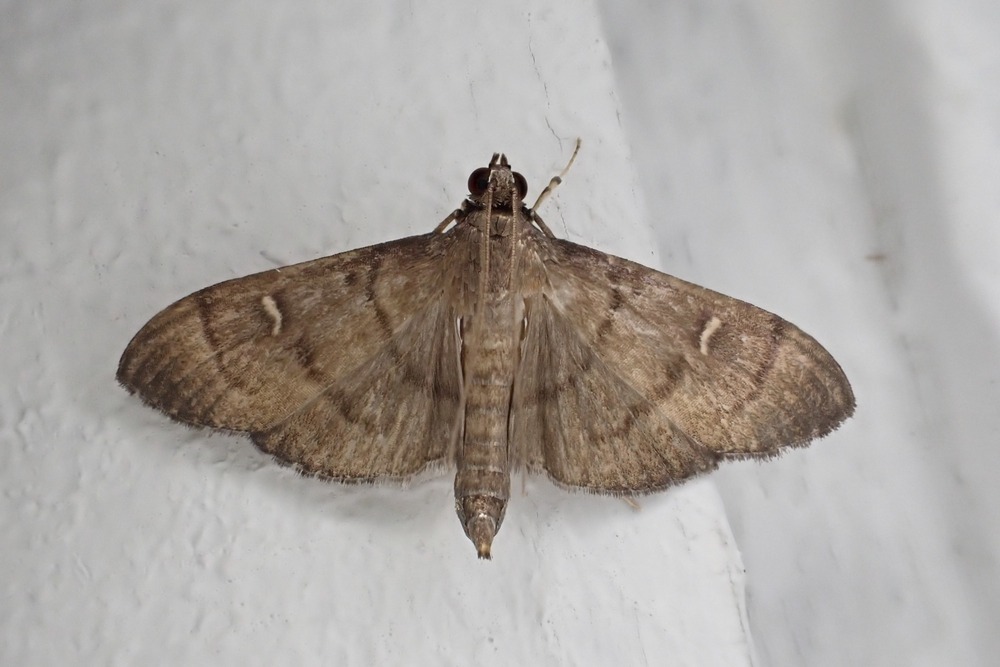 Herpetogramma minoralis