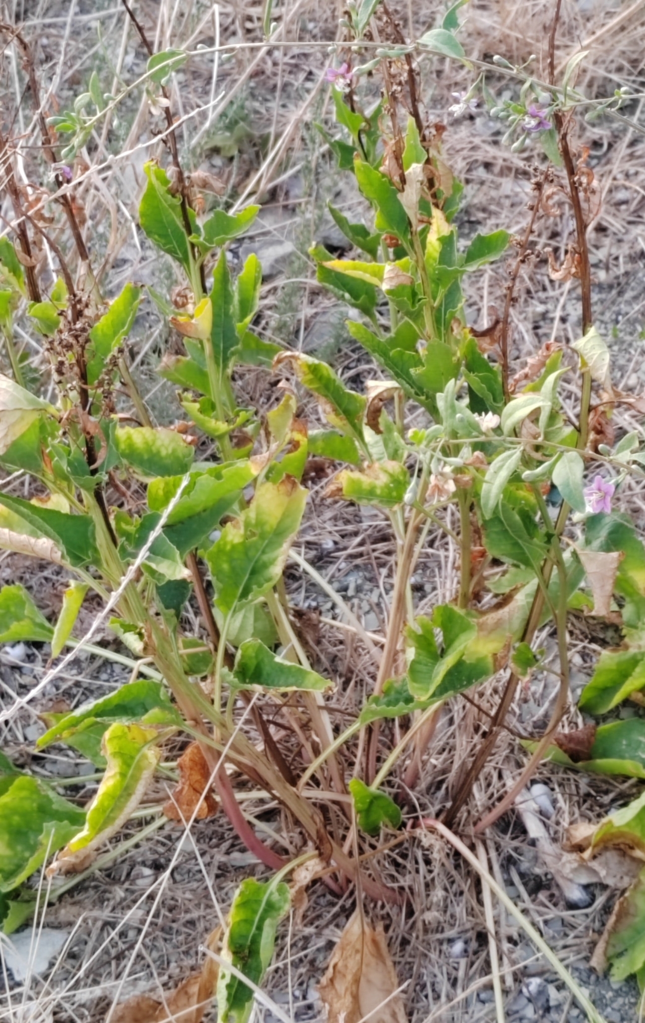 Caucasian Beet (Beta trigyna)