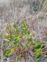Beta trigyna, photograph (c) Виктория Билоус, some rights reserved (CC BY)