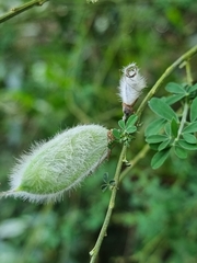 Cytisus striatus image