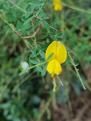 Cytisus striatus image