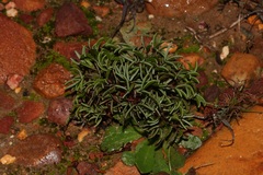 Oxalis droseroides