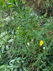 Cytisus striatus image