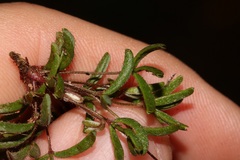 Oxalis droseroides